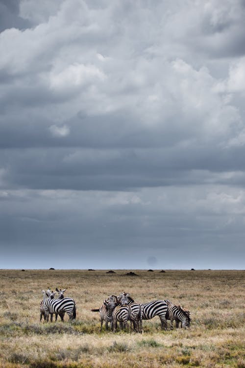 Gratis stockfoto met beesten, bewolkte lucht, dieren in het wild