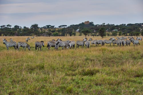 Herd of Zebras in Savannah