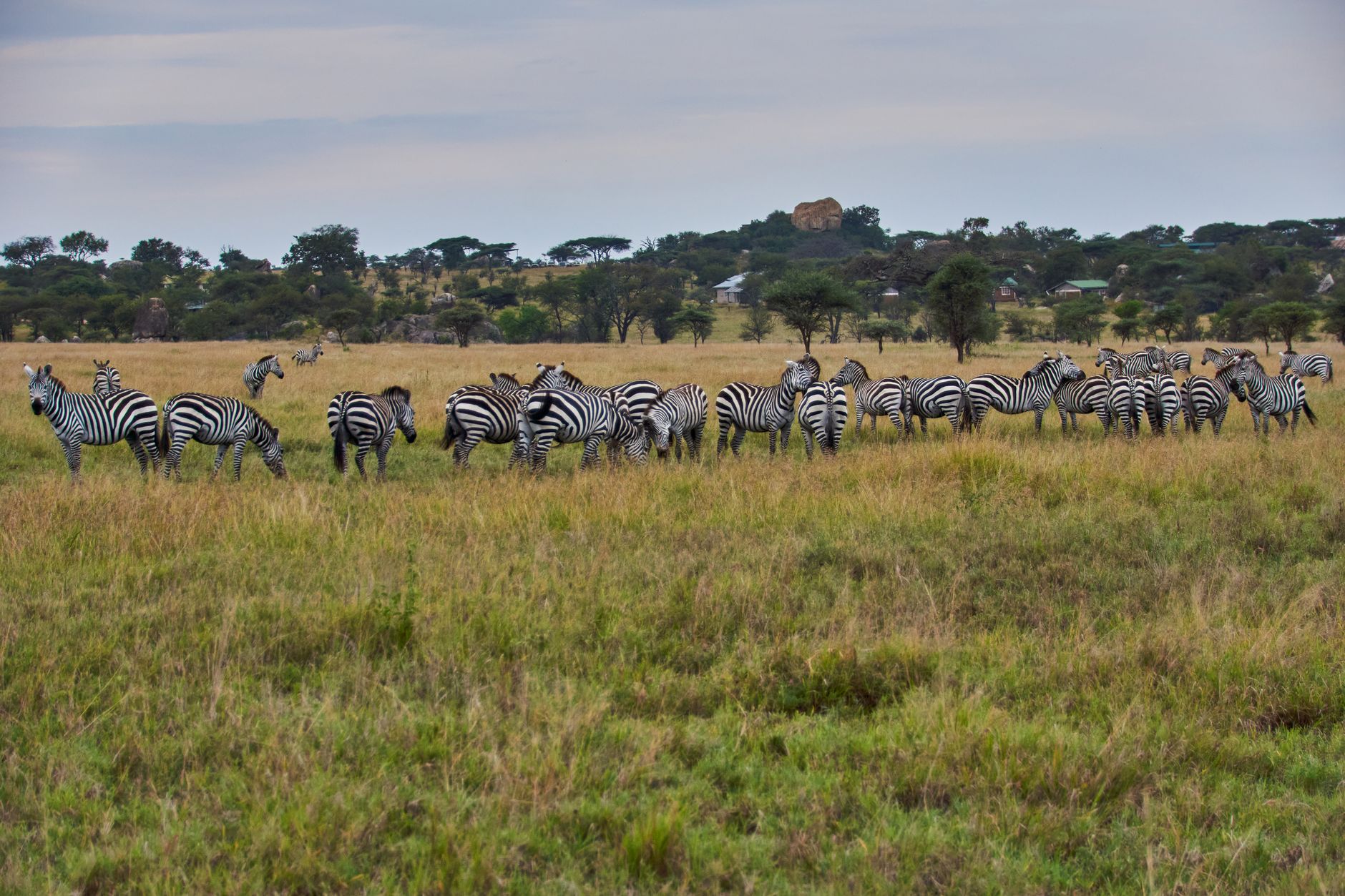 Panduan Lengkap Serengeti Plains Seronera, Tanzania: Safari Tak Terlupakan untuk Wisatawan Indonesia