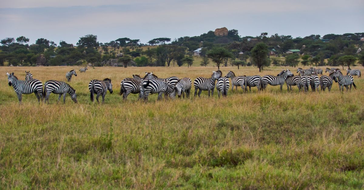 tanzania