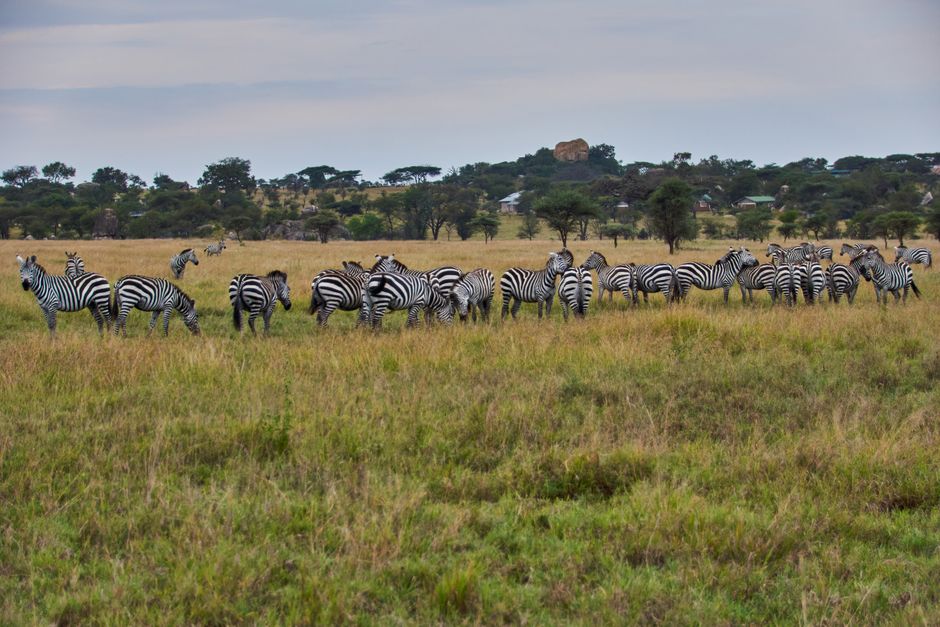 Exploring East Africa: A Journey Through Culture & Wildlife