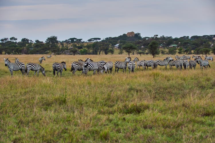 Herd Of Zebras In Savannah