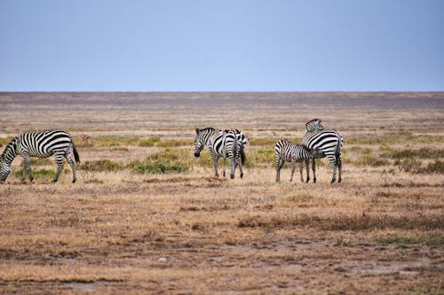 A Zebras on an Open Field