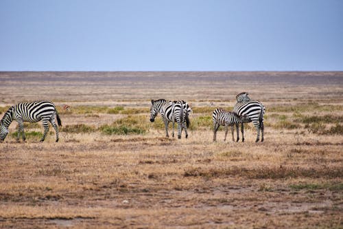 Foto d'estoc gratuïta de animals, camp obert, fotografia d'animals