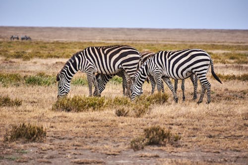 Foto d'estoc gratuïta de animals, camp obert, fotografia d'animals