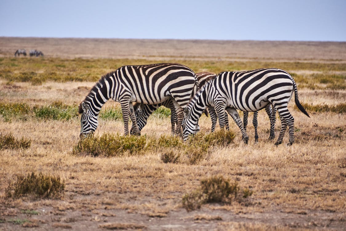 Free Zebras Eating Grass on the Field Stock Photo