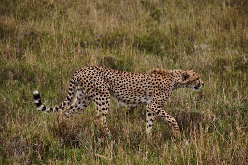 Ilmainen kuvapankkikuva tunnisteilla eläin, gepardi, kuva yläkulmasta