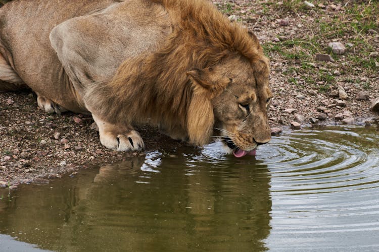 Brown Lion Drinking Water