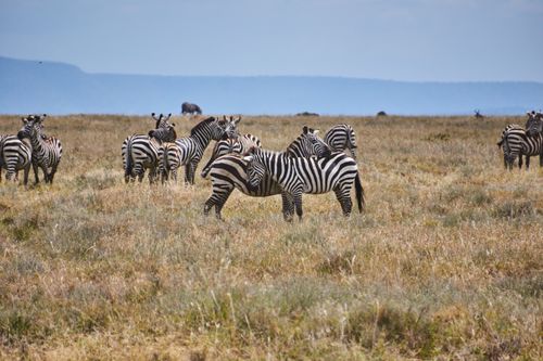 Free A herd of zebras grazing peacefully on the African savanna under a clear blue sky. Stock Photo
