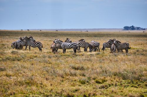 Free A group of zebras grazing on the vast, grassy plains of the African savanna under a clear sky. Stock Photo