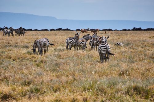 Free A herd of zebras grazing in a vast African savanna, highlighting wildlife in their natural habitat. Stock Photo