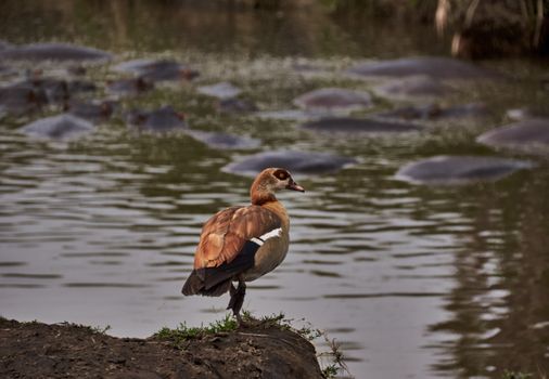 Close-up of an Egyptian goose on a riverbank with hippopotamuses in the water.