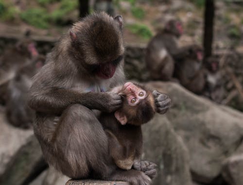 Close up of Monkeys