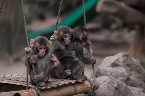 Free stock photo of baby monkey, best friends, monkey