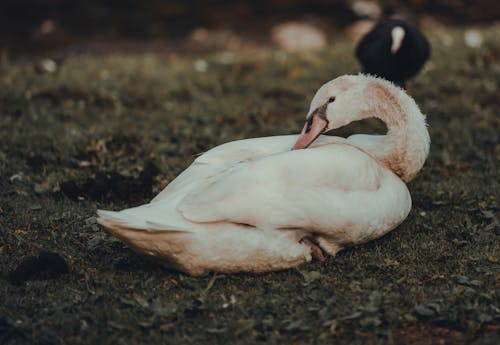 Základová fotografie zdarma na téma divočina, labuť, pírka