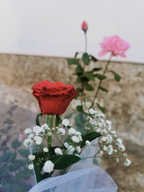 Bright blooming roses and gypsophila near wall