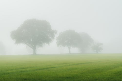 Photos gratuites de arbres, brouillard, calme