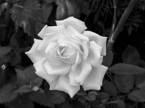 Ảnh lưu trữ miễn phí về chụp ảnh hoa, đen và trắng, Hoa hồng trắng