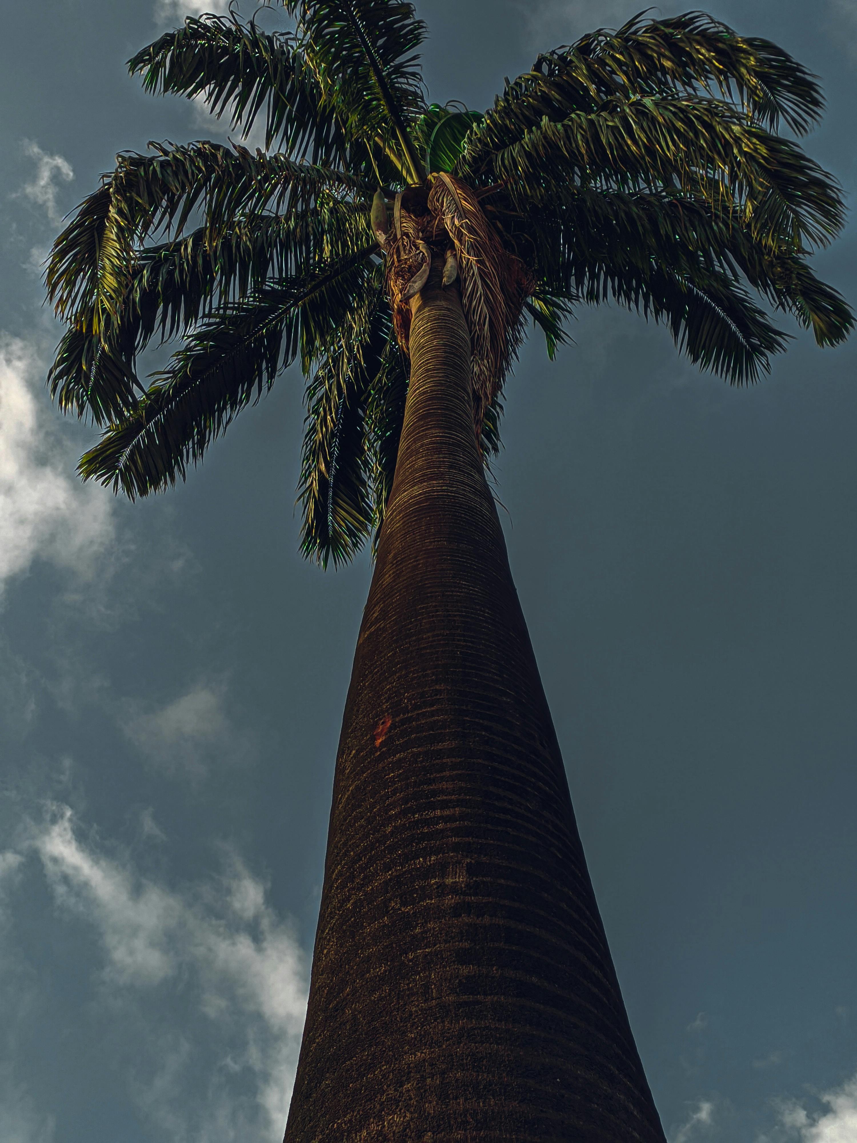 palm tree from behind