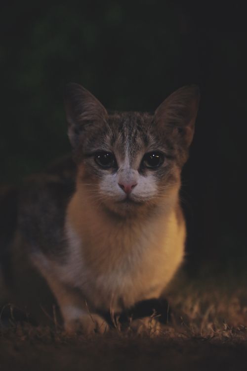 Free stock photo of animal, animal eye, animal head Stock Photo