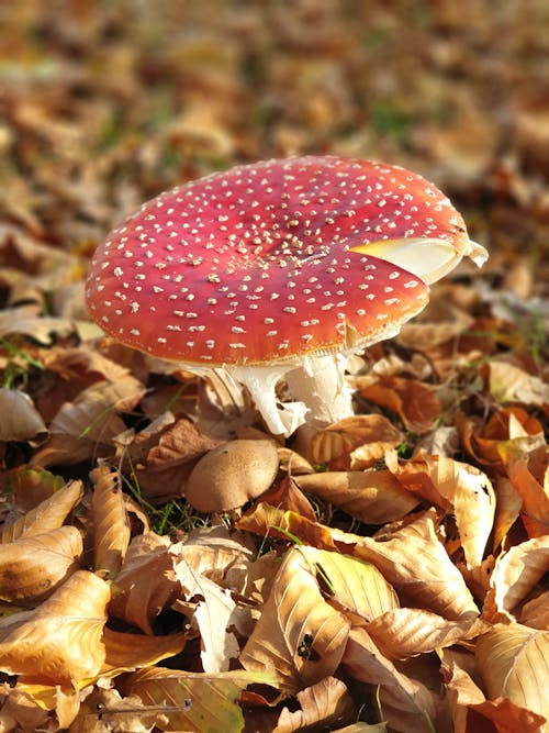 Free Fly Agaric on Dried Leaves Stock Photo
