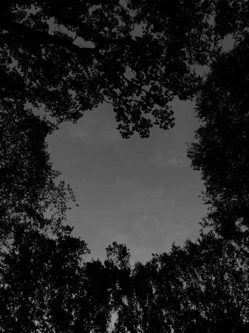 Gratis stockfoto met avond, bomen, cirkel