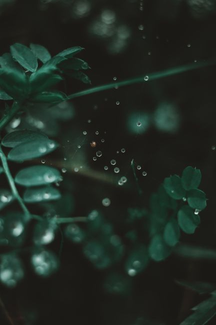 Delicate spider web with water droplets on lush green leaves, showcasing the purity of nature.
