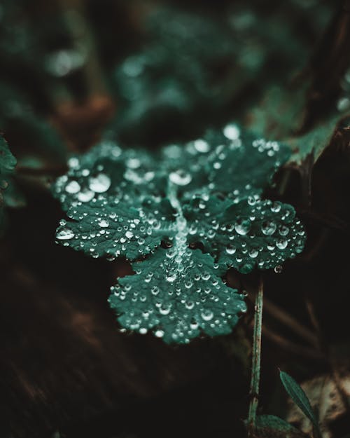 Water Droplets on Green Leaves