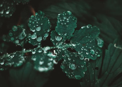 Macro photography capturing water droplets on vibrant green leaves after the rain.