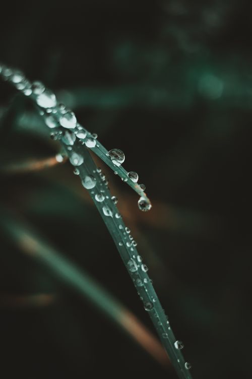 Free Serene image of dew droplets on a green grass blade, showcasing nature's beauty in detail. Stock Photo
