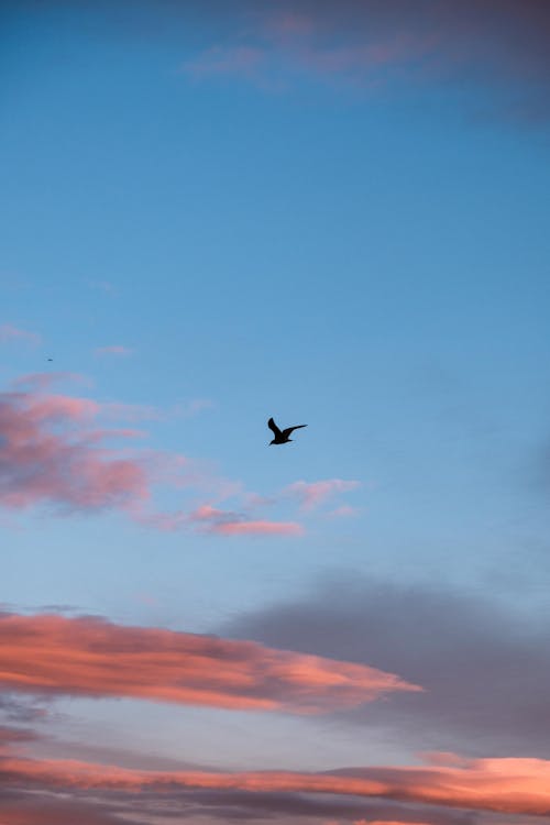 Photos gratuites de ciel bleu, oiseau, tir vertical