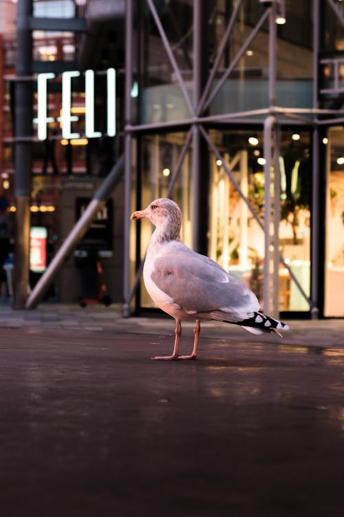 White Seagull On Concrete Pavement