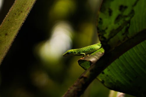 Free Green Anole on a Leaf  Stock Photo