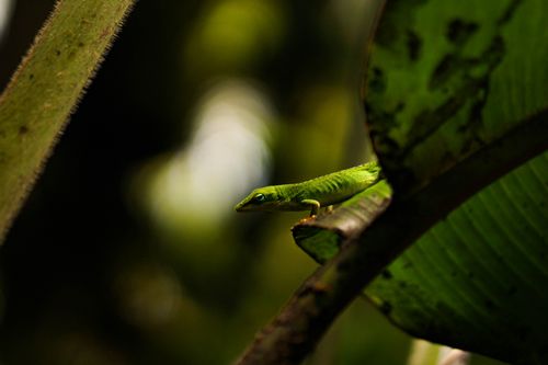 Free Close-up of a green anole lizard among leaves in Hawaii, showcasing rich, blurred greenery. Stock Photo