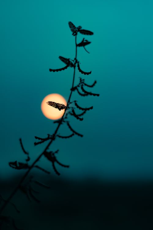 Free Silhouette of wild grass with a glowing full moon backdrop and stunning night sky colors. Stock Photo