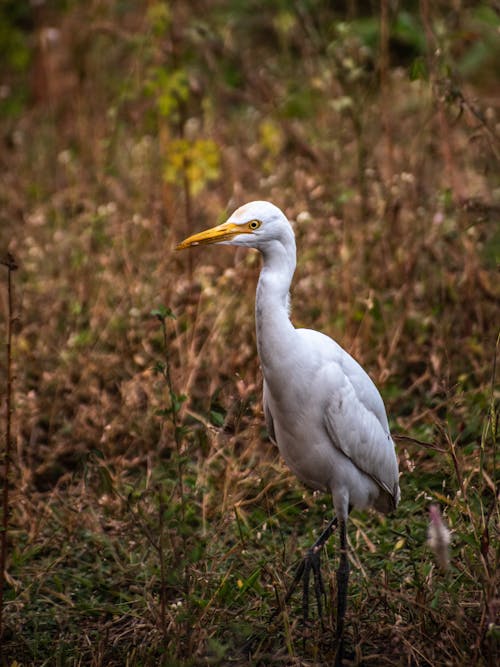 Free Egret out in Fields Stock Photo