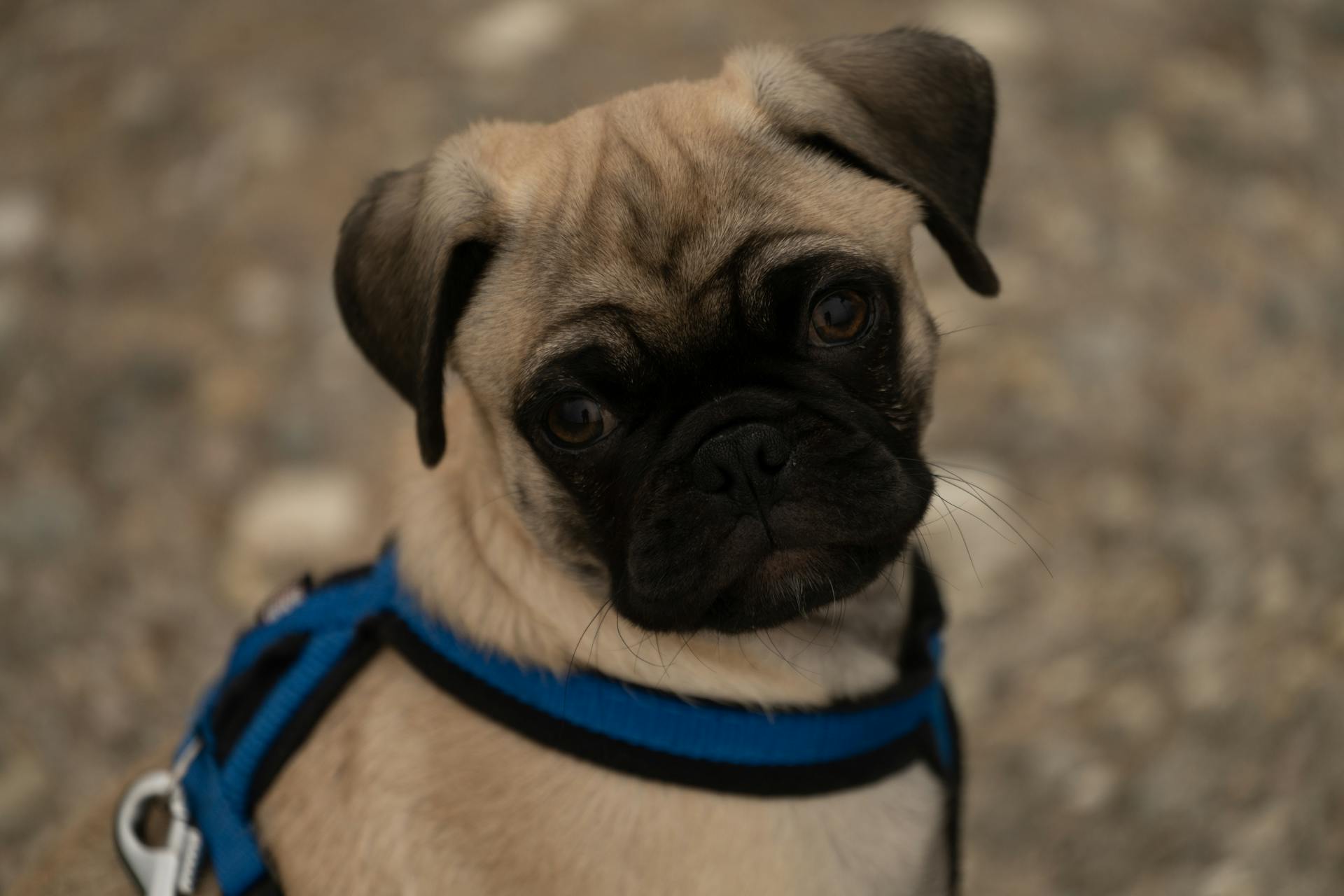 Adorable chien de race pure avec museau noir sur laisse bleue debout sur le sol dans la rue sur fond flou lors d'une promenade en ville