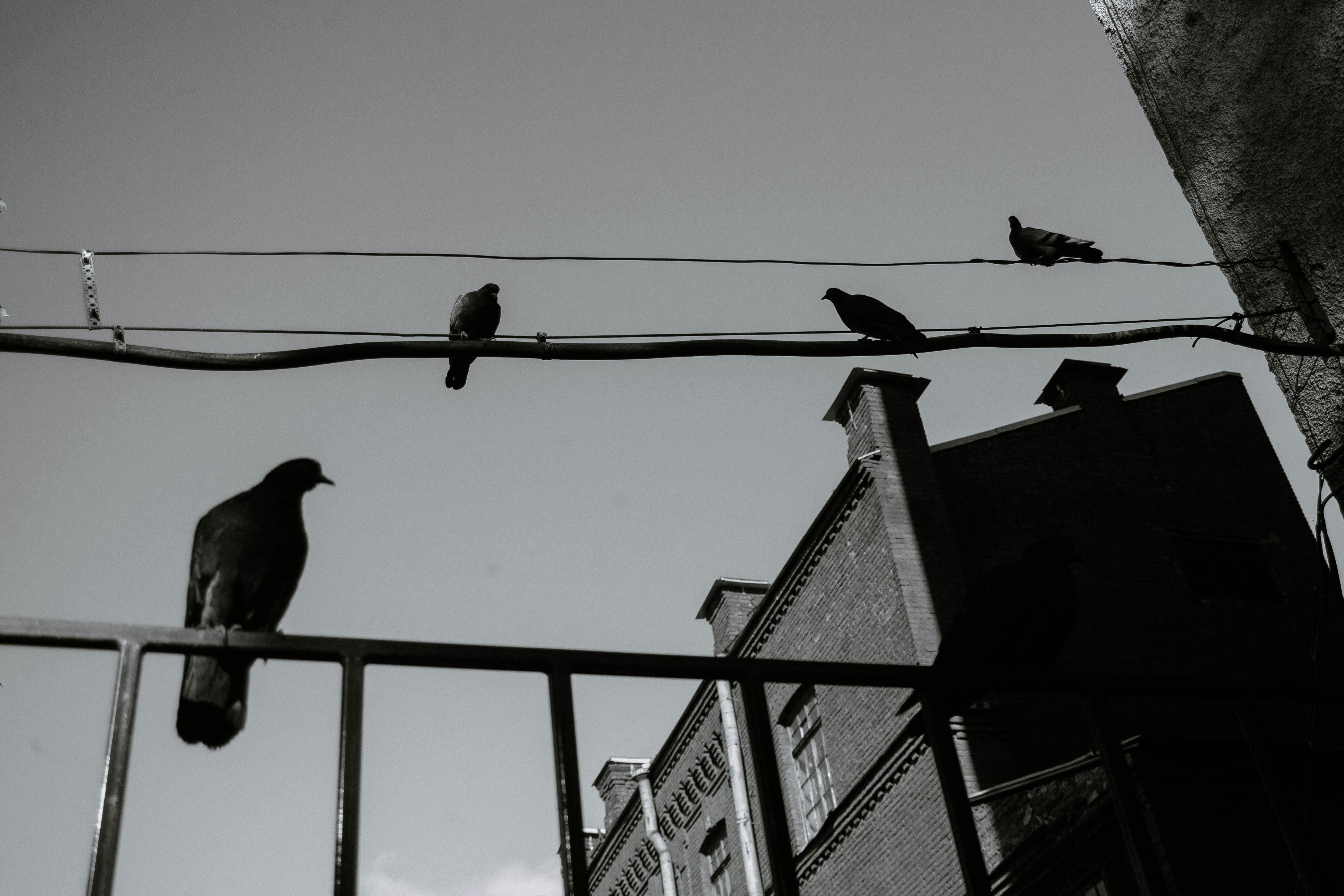 pigeons on electricity wires under sky
