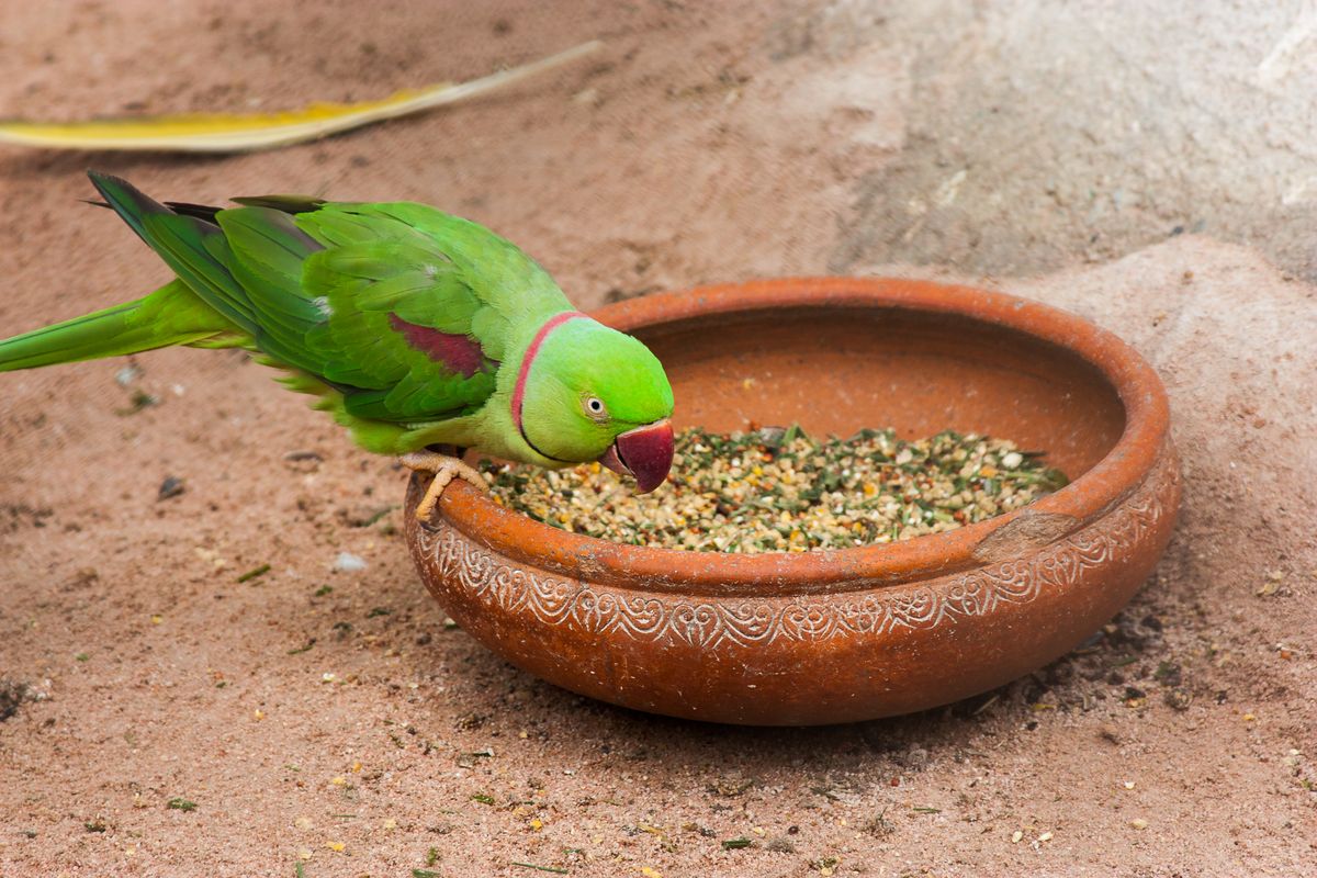 Green parakeet eating bird food and seeds from a bowl