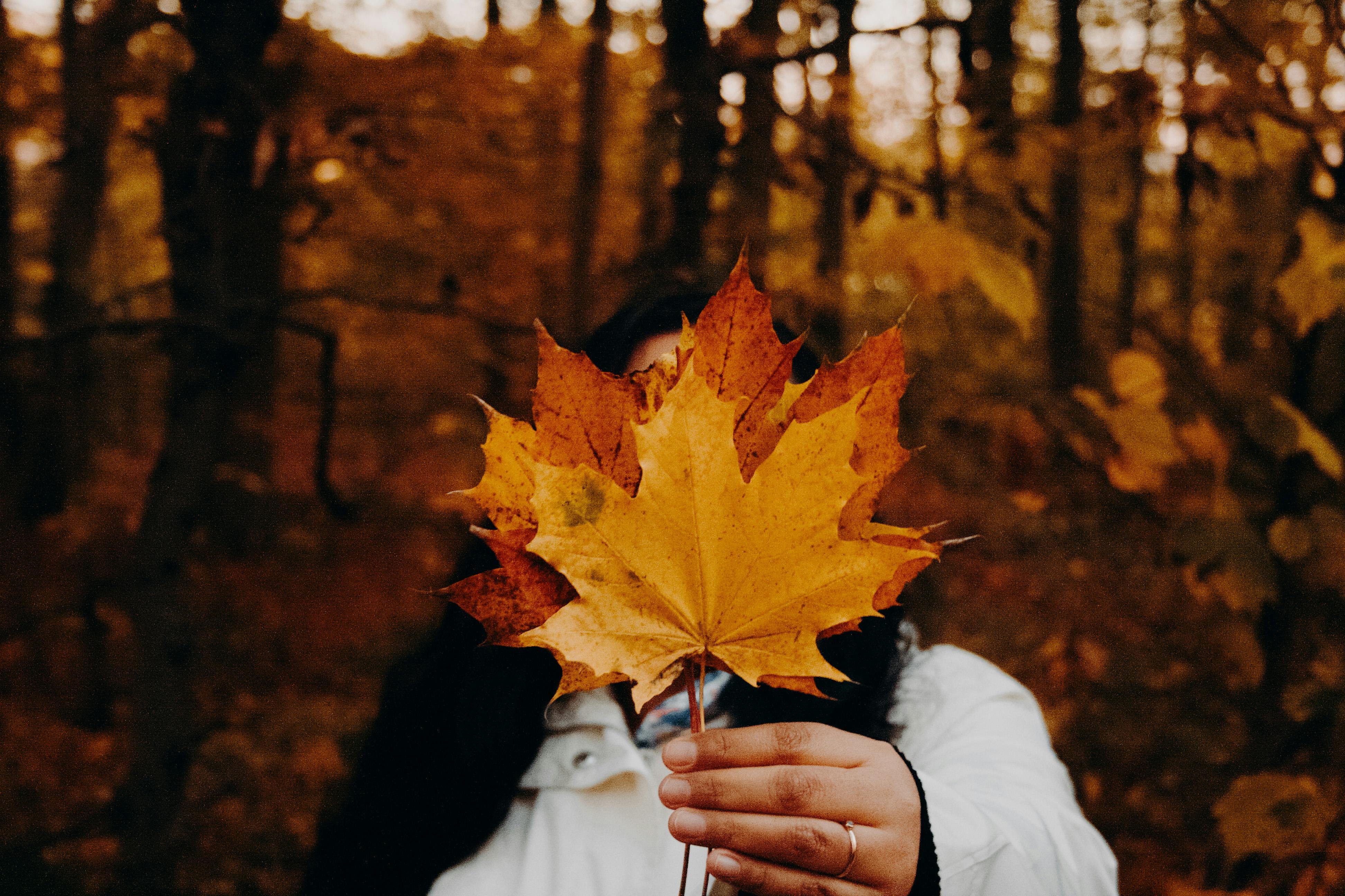 An adult holds a yellow maple leaf, concealing their face in a fall forest.
