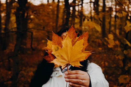 Fotos de stock gratuitas de caer, hojas de arce, sujetando