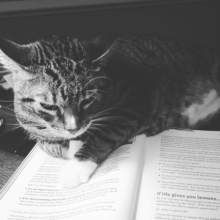 Tabby Cat On Open Book