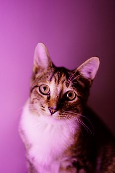 在柔和的紫色灯光下，一只虎斑猫的特写肖像突出了它的眼睛和胡须