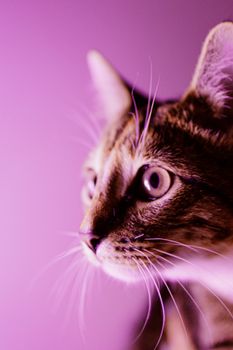 特写镜头详细地展现了虎斑猫，在惊人的照明下，其胡须和锐利的目光尤为突出