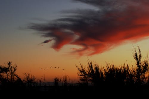 Free stock photo of beautiful sunset, birds flying