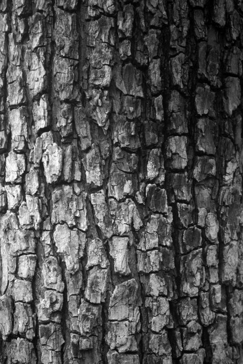 Free Monochrome close-up of tree bark texture, showcasing natural patterns and details. Stock Photo