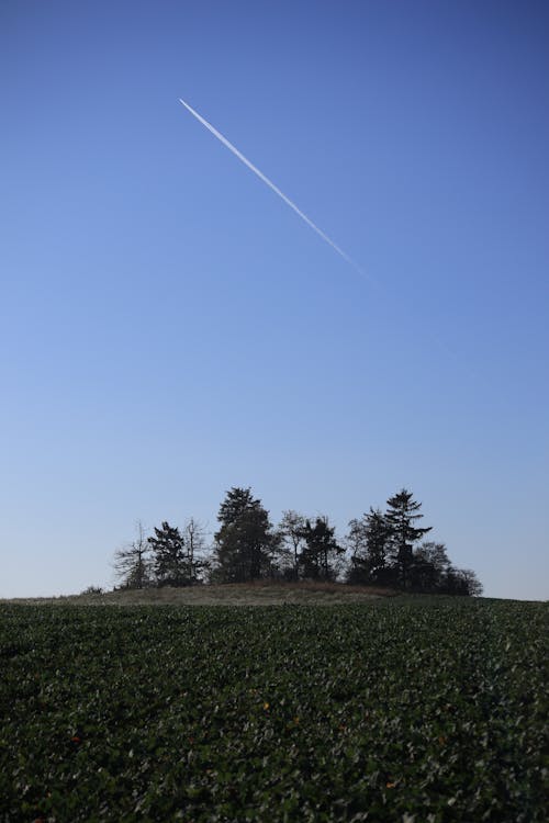 Gratis stockfoto met Bos, heldere blauwe lucht, hemel