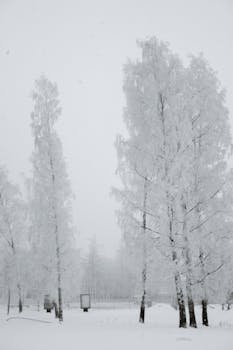 Tranquil winter scene featuring snow-laden trees in a foggy landscape.