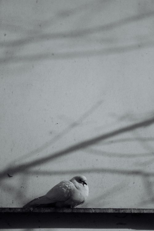 Free Black and white of rock dove sitting near wall with shadow of leafless tree twigs in town Stock Photo