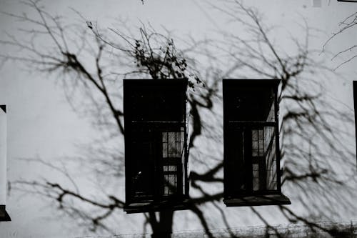 Black and white of aged building exterior with window shutters and shade of wavy tree branches in city